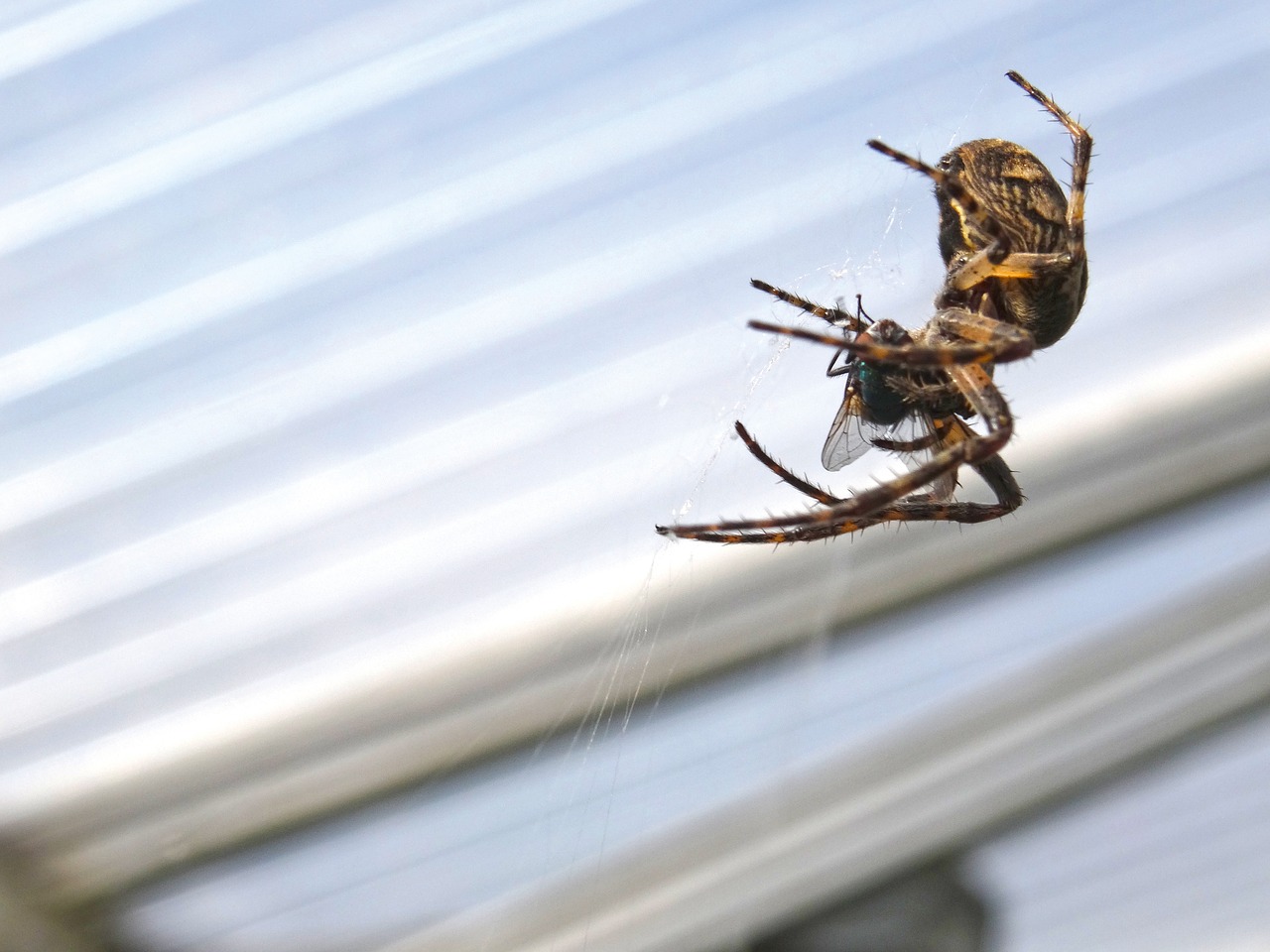 Pająki i owady w domu – czy trudno się ich pozbyć?